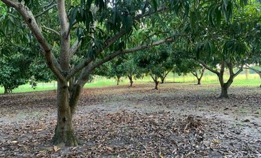 LOTE INDUSTRIAL EN ESPINAL TOLIMA