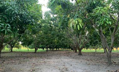 LOTE INDUSTRIAL EN ESPINAL TOLIMA