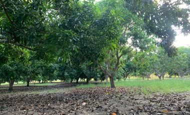 LOTE INDUSTRIAL EN ESPINAL TOLIMA