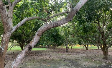 LOTE INDUSTRIAL EN ESPINAL TOLIMA