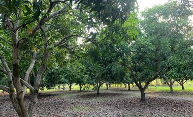 LOTE INDUSTRIAL EN ESPINAL TOLIMA