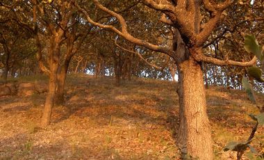 Terreno en venta en Tequila Jalisco