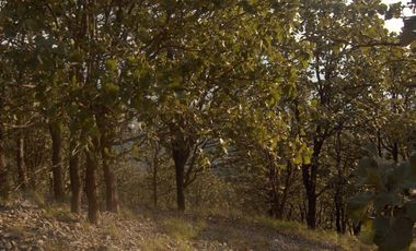 Terreno en venta en Tequila Jalisco