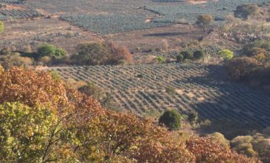 Terreno en venta en Tequila Jalisco