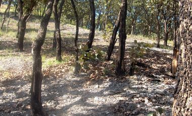 Terreno en venta en Tequila Jalisco