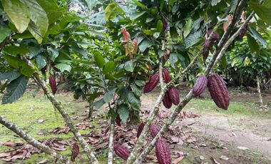 Vendo Finca de 6 hectáreas en Puerto Quito.
