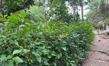 Vendo Finca de 6 hectáreas en Puerto Quito.