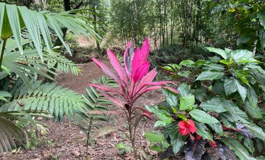 Vendo Finca de 6 hectáreas en Puerto Quito.