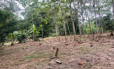 Vendo Finca de 6 hectáreas en Puerto Quito.