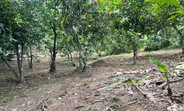 Vendo Finca de 6 hectáreas en Puerto Quito.