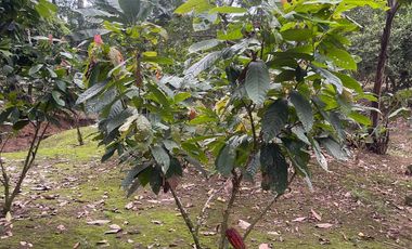 Vendo Finca de 6 hectáreas en Puerto Quito.