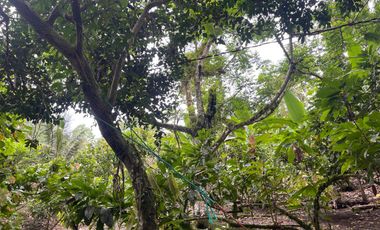 Vendo Finca de 6 hectáreas en Puerto Quito.