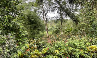 Vendo Finca de 6 hectáreas en Puerto Quito.