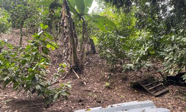 Vendo Finca de 6 hectáreas en Puerto Quito.