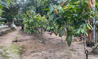 Vendo Finca de 6 hectáreas en Puerto Quito.