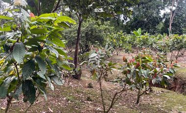 Vendo Finca de 6 hectáreas en Puerto Quito.