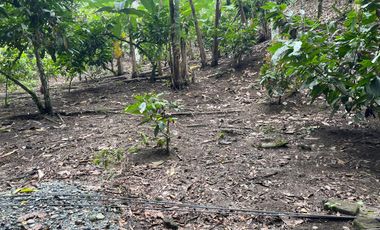 Vendo Finca de 6 hectáreas en Puerto Quito.