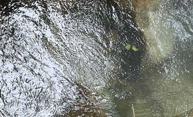 Vendo Finca de 6 hectáreas en Puerto Quito.