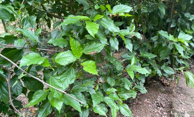 Vendo Finca de 6 hectáreas en Puerto Quito.