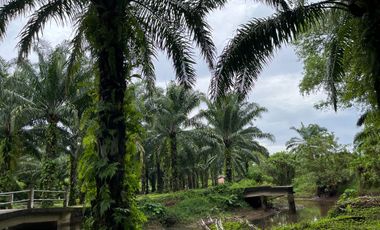 28 Rai of palm plantations with canal for sale in khok kloi, Phangnga