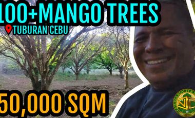 Lot for sale 50,000 sqm with mango trees Tuburan Cebu Philippines 200/sqm negotiable