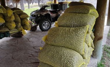 Huerta nogalera en el pueblo mágico Bustamante, N.L.