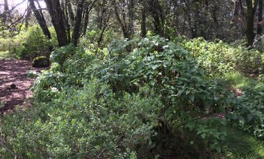 VENTA DE TERRENOS EN SINGUILICAN PROPIO PARA CASA DE CAMPO COMPLETAMENTE PLANO