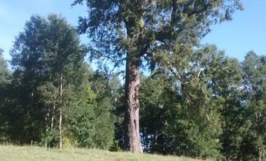 TERRENO DE 80 HECTÁREAS EN SAN JOSÉ DE LA MARIQUINA