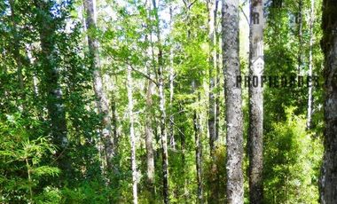 TERRENO DE 80 HECTÁREAS EN SAN JOSÉ DE LA MARIQUINA