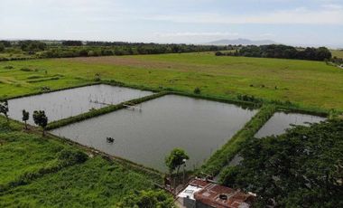 5-hectare farm lot for Sale in Calauan, Laguna