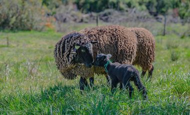 Parcelas Venta Hacienda Aguas del Maullín, Los Muermos, Los Lagos, LLanquihue