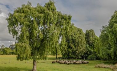 Parcelas Venta Hacienda Aguas del Maullín, Los Muermos, Los Lagos, LLanquihue
