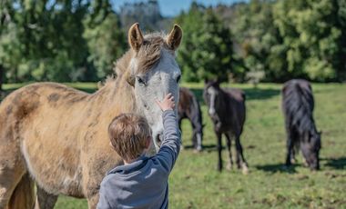 Parcelas Venta Hacienda Aguas del Maullín, Los Muermos, Los Lagos, LLanquihue