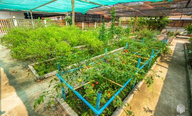 More-023PS Thai teak house for sale in Chiang Mai With swimming pool, Yard , vegetable plot , Near San Kamphaeng Market, San Kamphaeng District, Chian