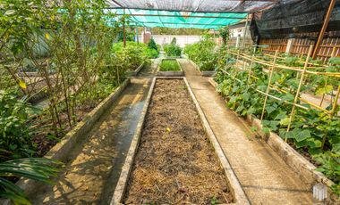 More-023PS Thai teak house for sale in Chiang Mai With swimming pool, Yard , vegetable plot , Near San Kamphaeng Market, San Kamphaeng District, Chian