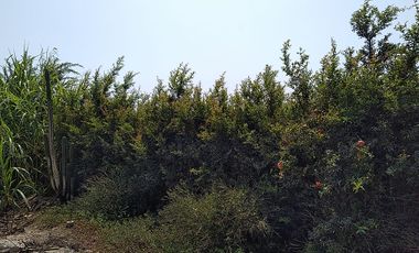 Terreno Agricola Huaral / Cerca a La Ciudad 7.89 Hectáreas
