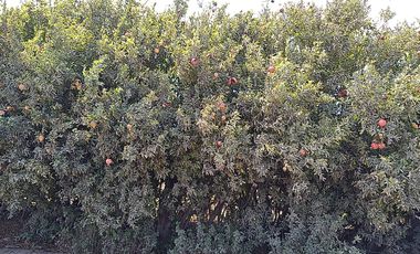 Terreno Agricola Huaral / Cerca a La Ciudad 7.89 Hectáreas