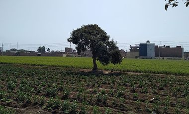 Terreno Agricola Huaral / Cerca a La Ciudad 7.89 Hectáreas