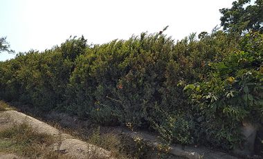Terreno Agricola Huaral / Cerca a La Ciudad 7.89 Hectáreas