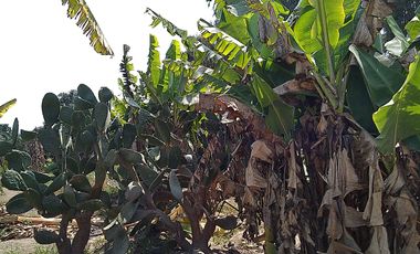 Terreno Agricola Huaral / Cerca a La Ciudad 7.89 Hectáreas