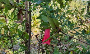 Parcela en Quitacalzon Alto