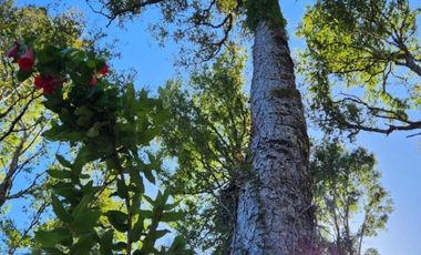 Parcela en Quitacalzon Alto