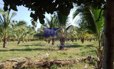 23 Hectareas en venta en colindancia con  Medanos de Ixtapa Zihuatanejo T519