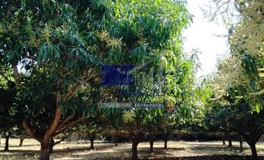 23 Hectareas en venta en colindancia con  Medanos de Ixtapa Zihuatanejo T519