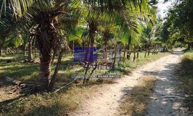 23 Hectareas en venta en colindancia con  Medanos de Ixtapa Zihuatanejo T519