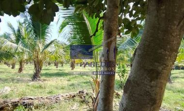 23 Hectareas en venta en colindancia con  Medanos de Ixtapa Zihuatanejo T519