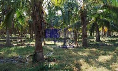 23 Hectareas en venta en colindancia con  Medanos de Ixtapa Zihuatanejo T519