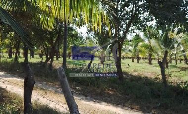 23 Hectareas en venta en colindancia con  Medanos de Ixtapa Zihuatanejo T519