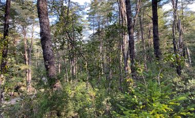 Z O N A S U R . C L   20.000 m2 ubicado en el sector de Rinconada Catripulli Alto