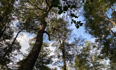 Z O N A S U R . C L   20.000 m2 ubicado en el sector de Rinconada Catripulli Alto